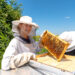 beekeeping Temecula