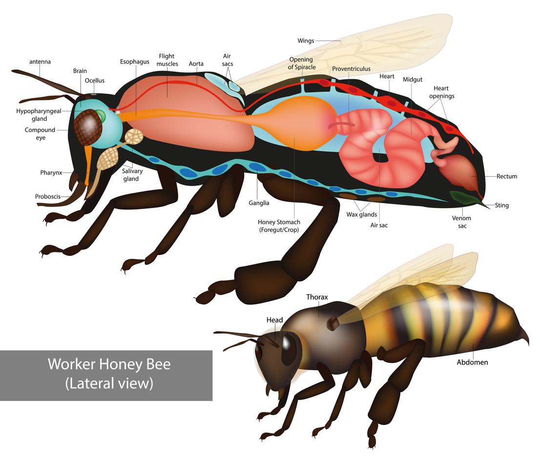 honey bee anatomy