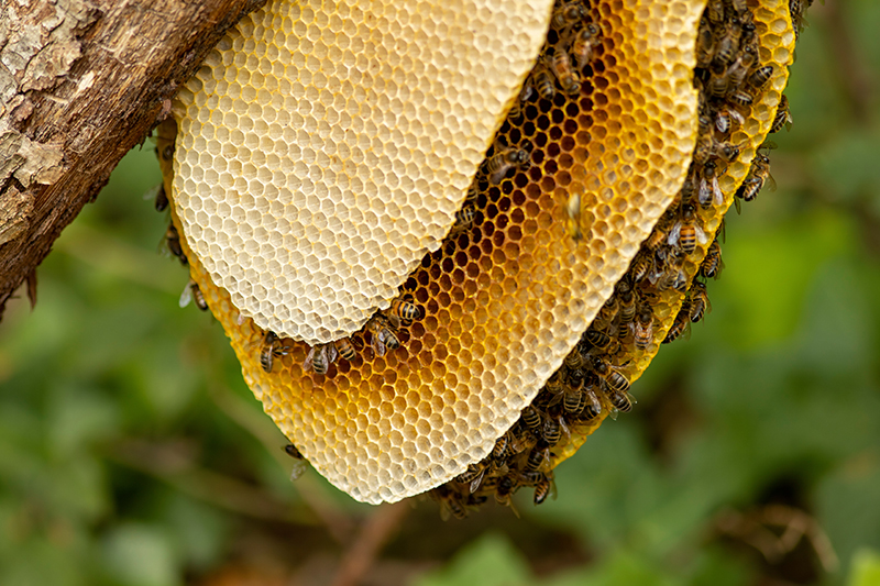 Bee Hive Removal in Temecula, CA