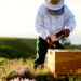 beekeeping principles