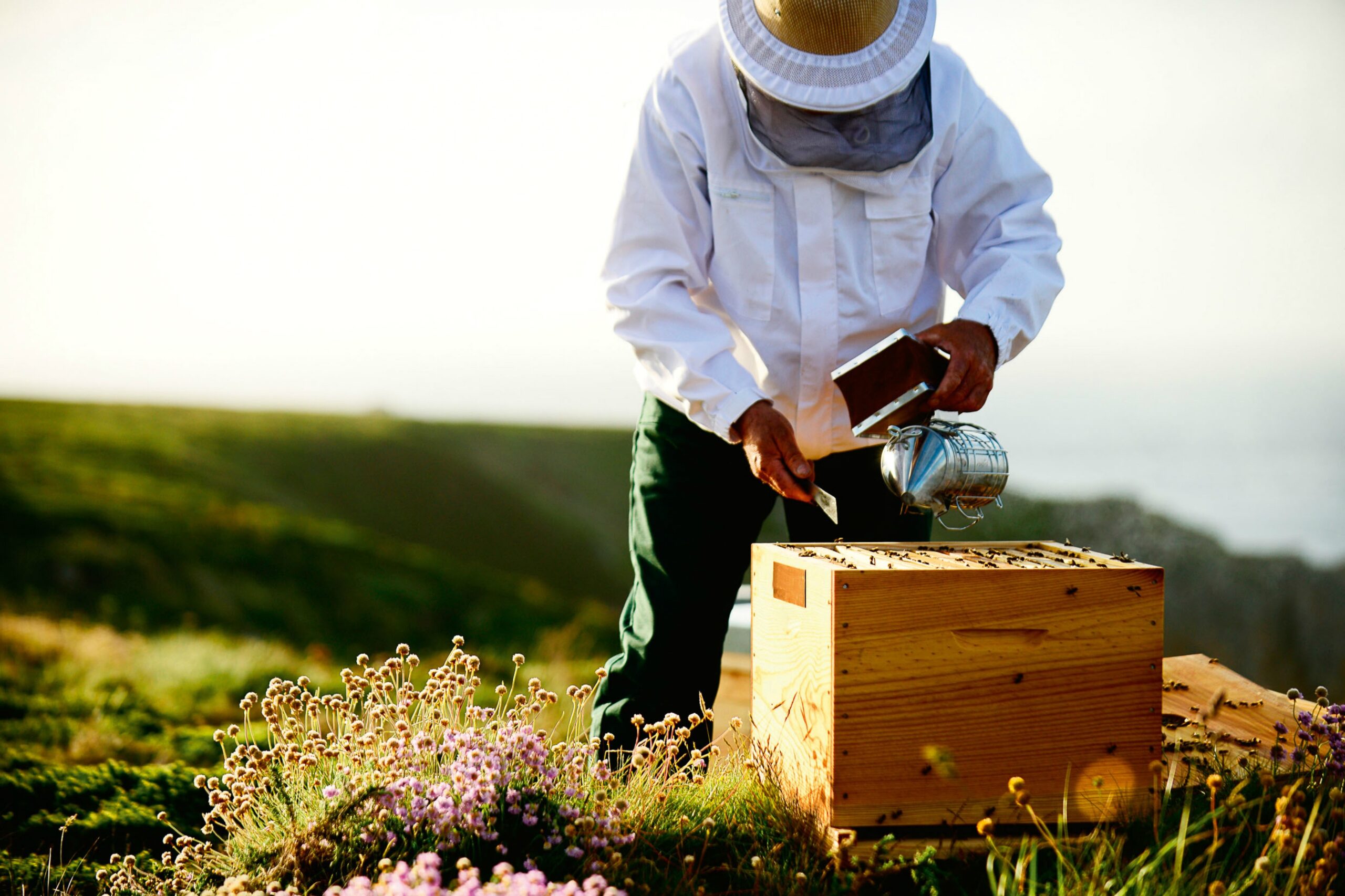 What are 5 key points I should know when studying beekeeping?