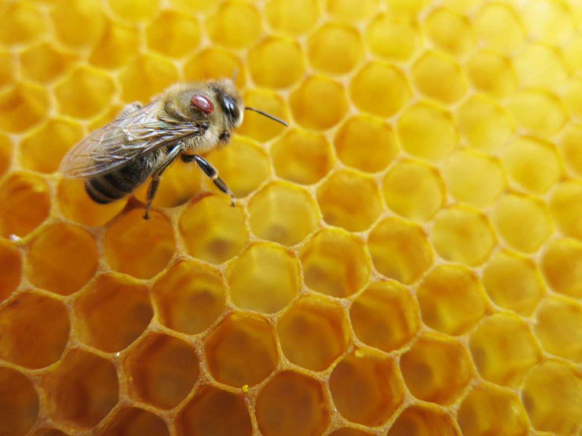Varroa mite on a honey bee